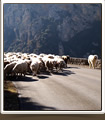 troupeau de moutons en transumance dans les Gorges du Verdon