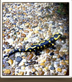 salamandre dans le grand canyon du Verdon