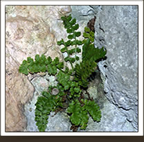 Asplenium jahandiezii endémique des Gorges du Verdon