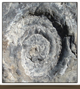 ammonite dans les Gorges du Verdon